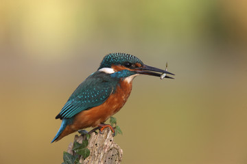 Kingfisher, Alcedo atthis