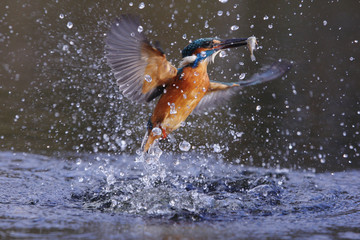 Fototapeta na wymiar Kingfisher, Alcedo atthis