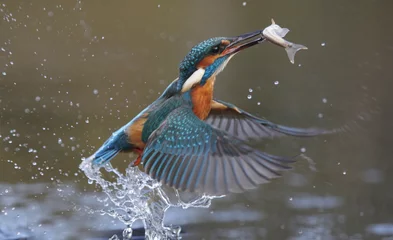 Fotobehang Kingfisher, Alcedo atthis © Erni