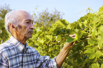 Senior man holding vine