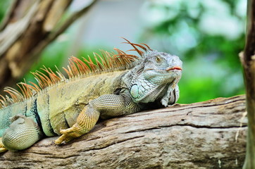 Iguana.