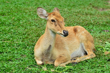 deer