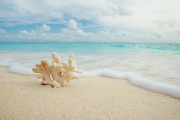 Fototapeta na wymiar Coral on the beach