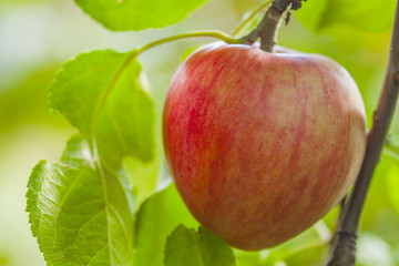 Environmentally friendly product