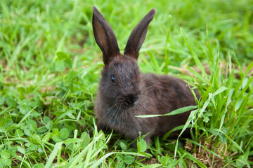 Rabbit on the grass