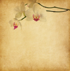 Fototapeta na wymiar old paper texture with orchid.