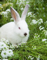 Rabbit on the grass