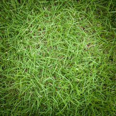 Green grass