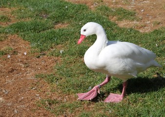 Hübsche weiße Ente