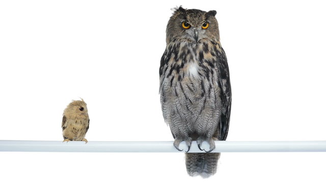 Eurasian eagle owl and Indian scops owl looking at each other