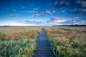 wooden path through swamps