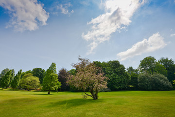 Fototapeta na wymiar Row of three green trees in the spring, London