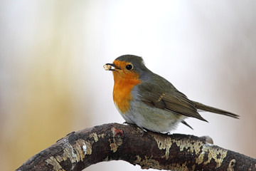 Rotkehlchen (Erithacus rubecula)