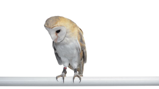 Barn owl perched and looking around