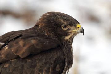 Mäusebussard (Buteo buteo)