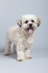 White boomer dog isolated against grey background. Studio portra