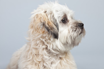 White boomer dog isolated against grey background. Studio portra