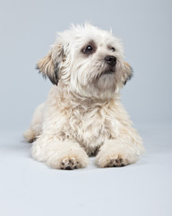 White boomer dog isolated against grey background. Studio portra