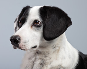 Mixed breed black and white spotted dog isolated against grey ba