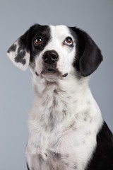 Mixed breed black and white spotted dog isolated against grey ba