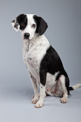 Mixed breed black and white spotted dog isolated against grey ba