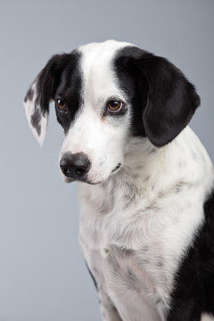 Grey and white spotted cheap dog