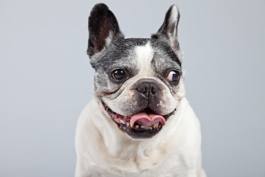 Old French Bulldog Black And White Isolated Against Grey Backgro