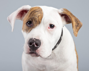 Puppy american bulldog white with red spots isolated against gre