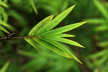 Dew on bamboo leaf