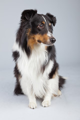 Border collie dog black brown and white isolated against grey ba