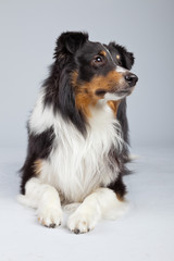 Border collie dog black brown and white isolated against grey ba