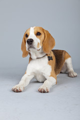 Adorable puppy beagle dog isolated against grey background. Stud