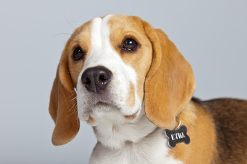 Adorable puppy beagle dog isolated against grey background. Stud