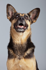 Funny mixed breed shepherd dog with big ears isolated against gr
