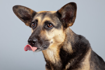Funny mixed breed shepherd dog with big ears isolated against gr