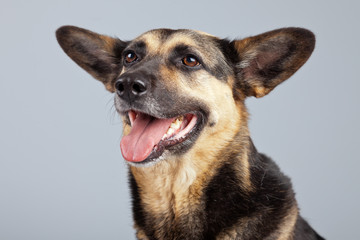 Funny mixed breed shepherd dog with big ears isolated against gr