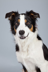 Obraz na płótnie Canvas Border collie dog black brown and white isolated against grey ba