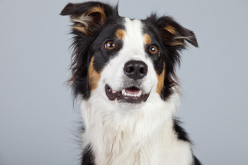 Border collie dog black brown and white isolated against grey ba - obrazy, fototapety, plakaty