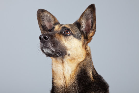 Funny mixed breed shepherd dog with big ears isolated against gr