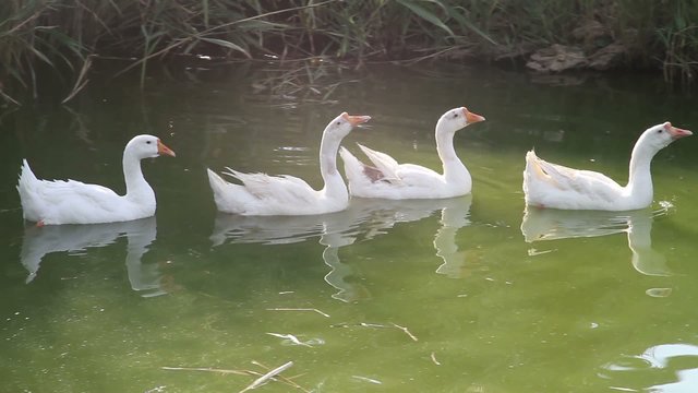 White geese in the pond