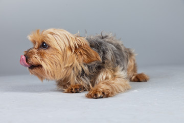 Red norfolk terrier dog isolated against grey background. Studio