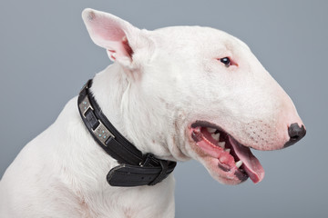 Bull terrier dog isolated against grey background. Studio portra - obrazy, fototapety, plakaty