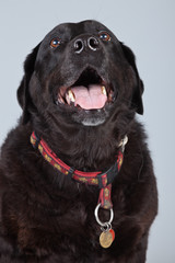 Old black labrador retriever dog isolated against grey backgroun