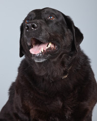 Fototapeta premium Old black labrador retriever dog isolated against grey backgroun