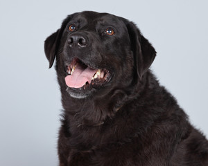 Old black labrador retriever dog isolated against grey backgroun