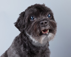 Funny mixed breed grey boomer dog isolated against grey backgrou