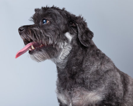 Funny mixed breed grey boomer dog isolated against grey backgrou