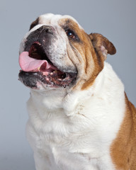 Fototapeta premium English bulldog white with brown spots isolated against grey bac