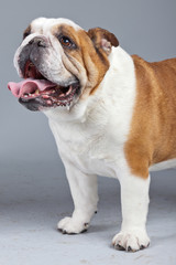 Obraz premium English bulldog white with brown spots isolated against grey bac