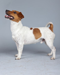 Jack russell terrier dog white with brown spots isolated against